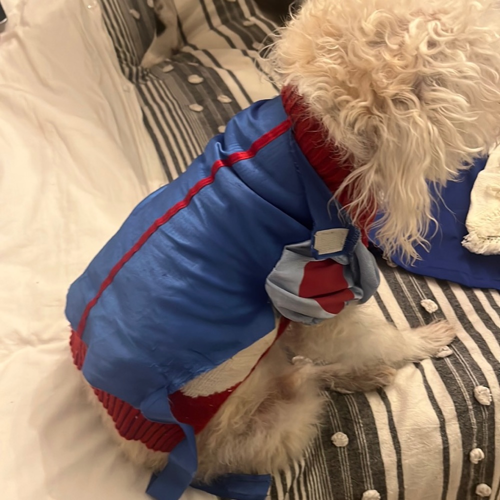 Snowwhite dog costume